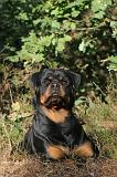 ROTTWEILER 005